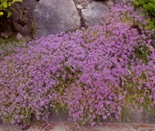CREEPING THYME GROUND COVER Thymus Serpyllum - 150,000 Bulk Seeds