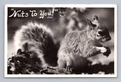 ''Nuts To You!'' Cute California Chipmunk RPPC Vintage Frashers Big Bear Photo '47