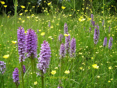 Orchids on Moorend Common  c2014