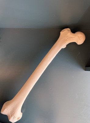 Realistic Anatomically Correct Human Femur (plastic)