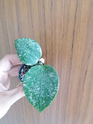 Hoya Parasitica Splash