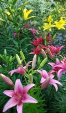 Asiatic Lily Imported Pack of 2 bulbs 