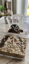 Bold Jumping Spider Sling. I-2 - I3. Juvenile...