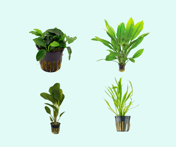 Aquarium Plant Bundle: Anubias, Amazon &amp; Chain Sword Plant BUY 2 GET 1 FREE