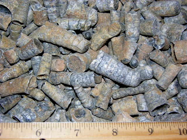 Orthoceras fossils Ordovician/Triassic 400 million years 1/2 pound
