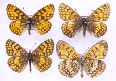 4 x Melitaea aurelia aus Frankreich