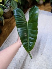 Philodendron Burle Marx Steckling (Midcut) XL