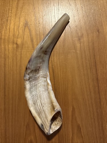 Vintage Rams Horn Jewish 10” SHOFAR