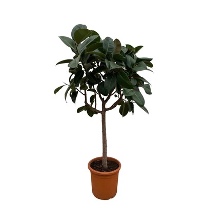Ficus Elastica Robusta op stam - 190 cm - ø40 bei Pflanzfix24