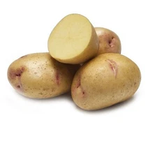 Yukon Gem Potato -2 lbs pounds- Certified Whole Seed Potatoes for Spring