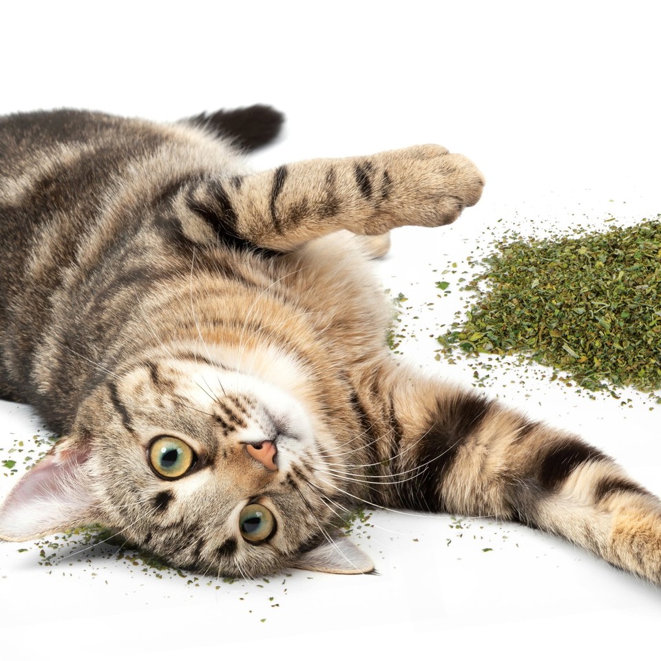 Curated visual reference: Fresh Look at Smartykat 100 Organic Catnip Pure Potent 2Oz Resealable Shaker For