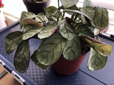 Ctenanthe Amagris Burle Marxii Small Terrarium Calathea Plant Cutting Division