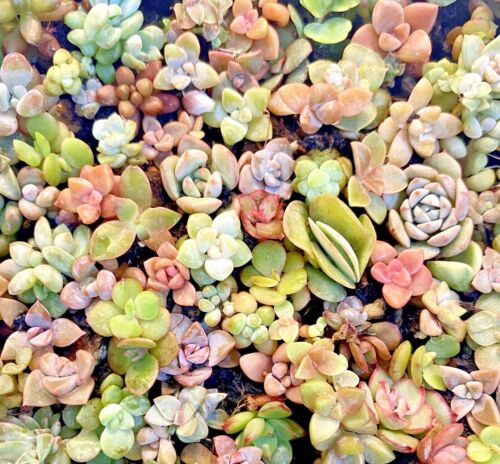 20 Baby Babies Tiny Succulent Plants Rooted Around 1/4"- 1" Fairy Garden Small - 第 1/6 張圖片