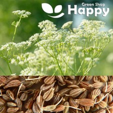 ANISE SEEDS - HERB PLANT TO GROW - 600 seeds