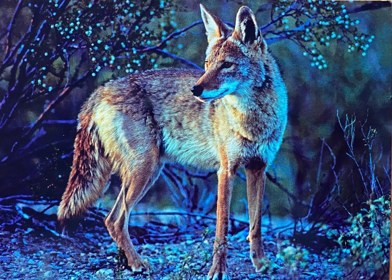 COYOTE Postcard (Canis latrans) - Western United States