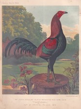 BLACK BREASTED RED GAME COCK CHICKEN : MR JOHN DOUGLAS'S BIRD, THE EARL, WINNER