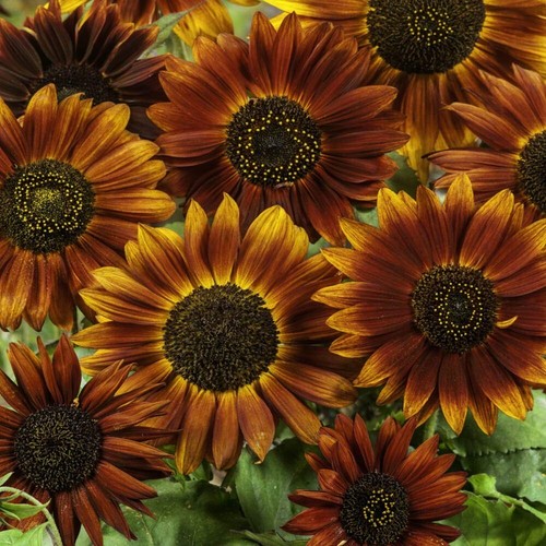 Earthwalker Sunflower Seeds - Heirloom, Non-GMO, Tall Variety (60-90"), Multicolor Blooms