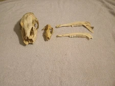 Lot of 3 Skulls White Tail Deer, Raccoon Skull, Lower Jaw Deer Specimens 
