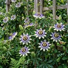PASSION FLOWER BLUE Passiflora Caerulea - 25 Bulk Seeds