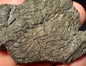 Detailed pyrite crinoid fossil (70 mm) Pentacrinites Jurassic Coast Charmouth UK