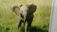 Elephant Baby Fun Fine Art HQ Photo Print New Matted 8x10 S. Doan Signed Sealed
