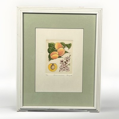 Anne Stromquist Etching Prunus Armeniaca Apricot Signed Numbered 78/300 VTG Gram