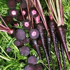 Black Nebula Carrot Seeds 150+ Vegetable  Garden NON-GMO USA FREE SHIPPING