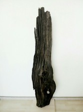 Mooreiche Edelholz Fossil