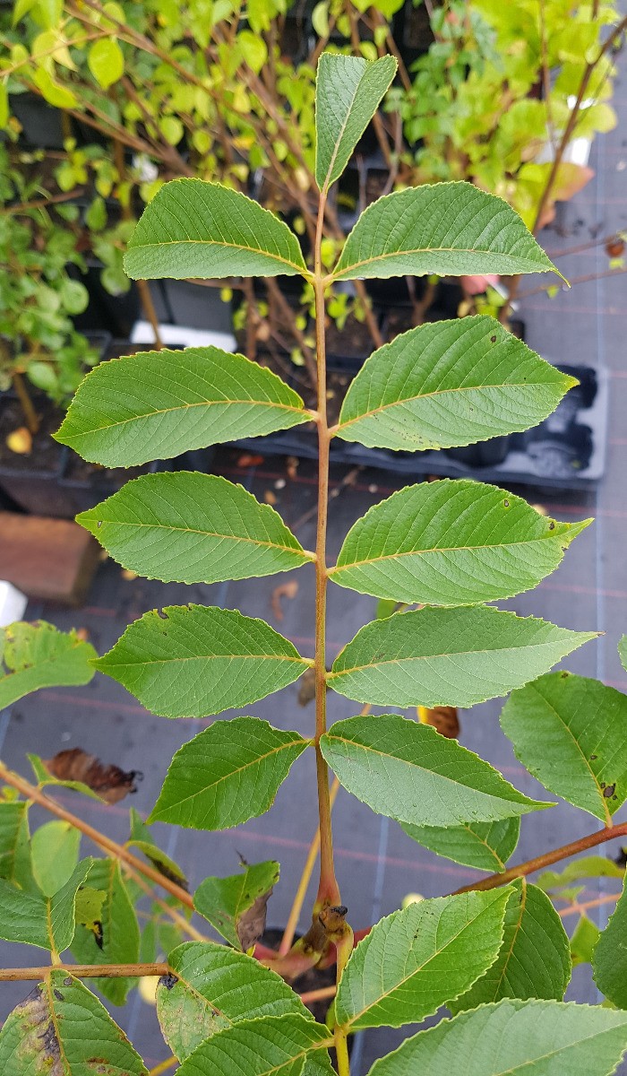 Noyer Hybride Juglans NG23 Lataule créez un coin d'ombre majestueux dans votre domaine