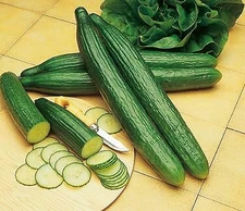 Cucumber Summer Top    100 seeds
