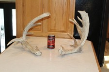 Whitetail Deer Antler Mount with Palmated Drop Tine Rack — listing 4