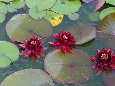 Seerose dunkelrot Almost Black  2 kg schwer Wassertiefe 50 bis 110 cm