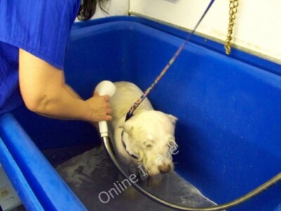 Foto 6x4 Bei den Hundefriseuren (3), Wilton Wilton\/SU0931 Komm schon, it' c2010