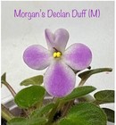 African Violet~Morgan’s Declan Duff! Miniature!~Starter — photo 1