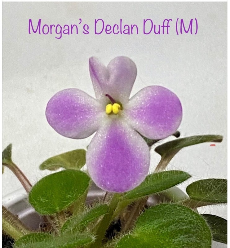 African Violet~Morgan’s Declan Duff! Miniature!~Starter