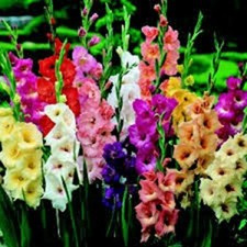 GLADIOLUS, BULB 20 PACK PASTEL MIXED