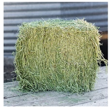 Standlee Premium Timothy Hay Bale, 50 lb - Compressed Forage for Horses & Small