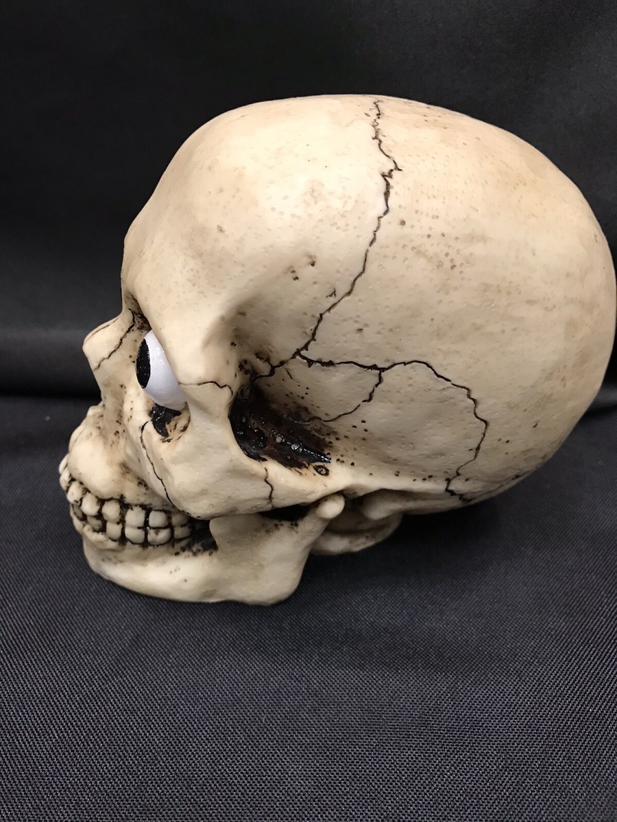 その他 HASADHU SHINGON SKULL SCULPTURE IN WHITE HASADHU SHINGON SKULL SCULPTURE IN WHITE