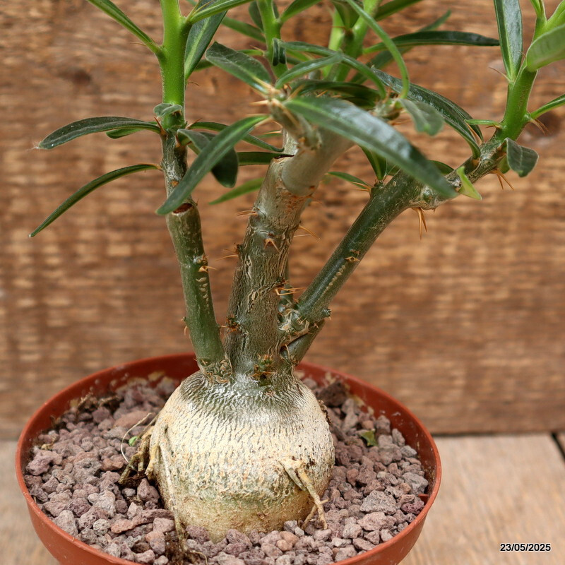 D4340 PACHYPODIUM BISPINOSUM pot10,5-H15-W7 cm MaMa Cactus | eBay