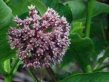 Organic Milkweed, Common Seeds (Asclepias syriaca L) 100 Seeds (1 Grams) - Co... 5288.89 per gallon