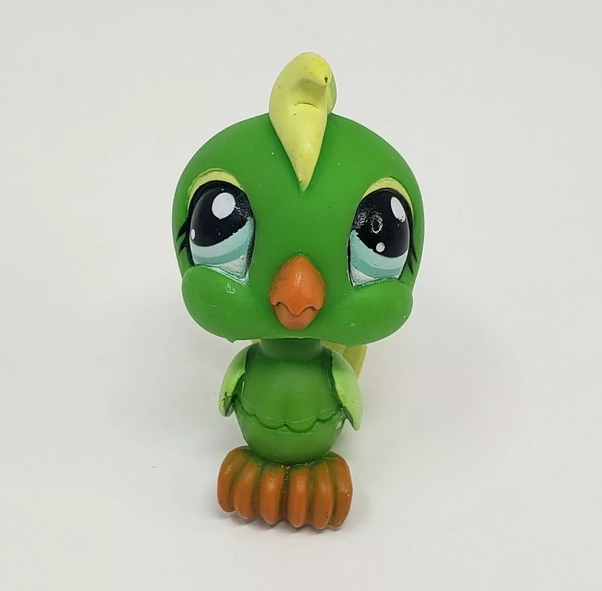 Parrot in pet best sale shop