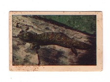 Fyna Foods Australia 1950s Animals #10 Stumpy-tailed or Shingleback Lizard