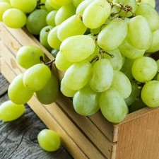 3 x White Grape Vine Plants Bianca - Amazing Variety