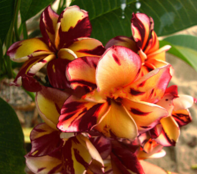 Plumeria rubra Frangipani Flowers  ''Pawsang'' fresh 100 Seeds Rare!!