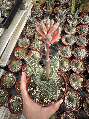 TIGER ALOE variegata exotic succulent rare agave haworthia plant seed 4  Pot | eBay
