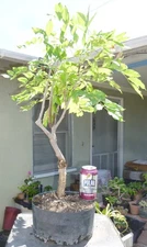 Shiro Beni Silk Japanese Wisteria Pre Bonsai Dwarf Kifu Fat Trunk Pink Flowers