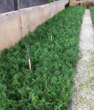 100-Murray Cypress  Liners