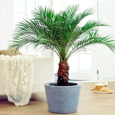 Dwarf Pygmy Date Palm Tree Seeds (Phoenix roebelinii) Great Indoor  Houseplant | eBay