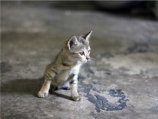 Curious Tiny Kitten Looking Right Cute Cat Poster Print Paper OR Wall Vinyl