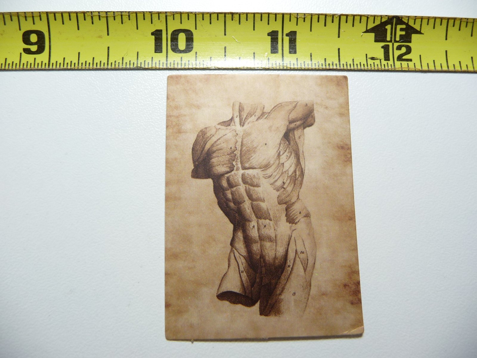 Vintage Human Anatomy Torso Sticker - Chest Abdomen Physiology Decal
